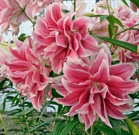 Lilija ''Roselily Isabella''